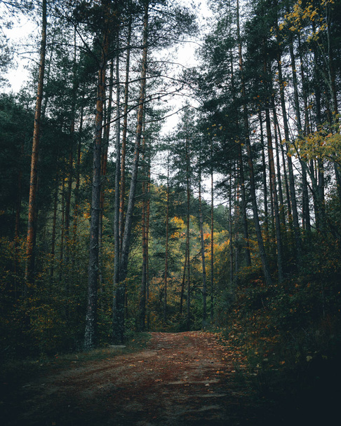 Canlı sonbahar renkleriyle kasvetli orman yolu. - Fotoğraf, Görsel