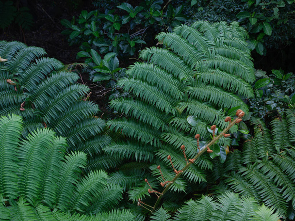  папороть рослина в літньому лісі
 - Фото, зображення