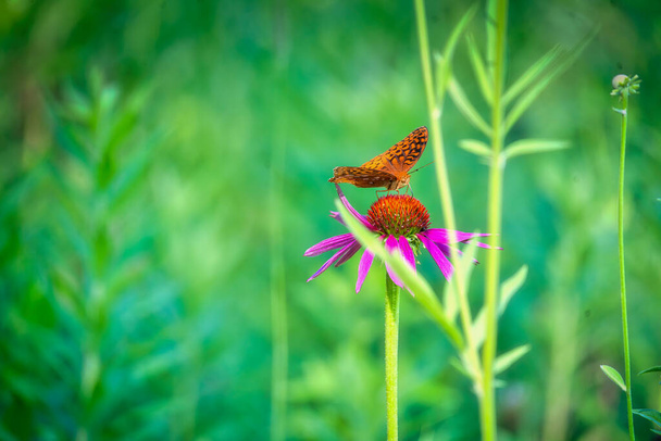 Great spangled fritillary butterfly perched on a cone flower among green foliage on a sumemr day - Photo, Image