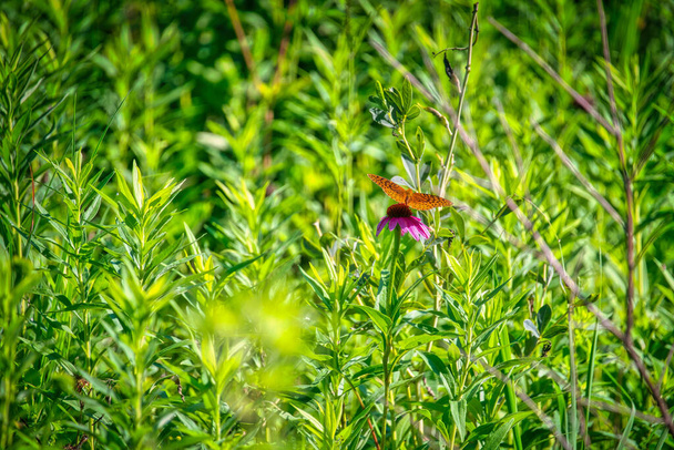 Großer gefleckter Schmetterling, der an einem Sommertag auf einer Zapfenblume zwischen grünem Laub hockt - Foto, Bild