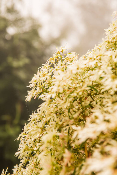 Piccoli fiori bianchi con nebbia, Thailandia. - Foto, immagini