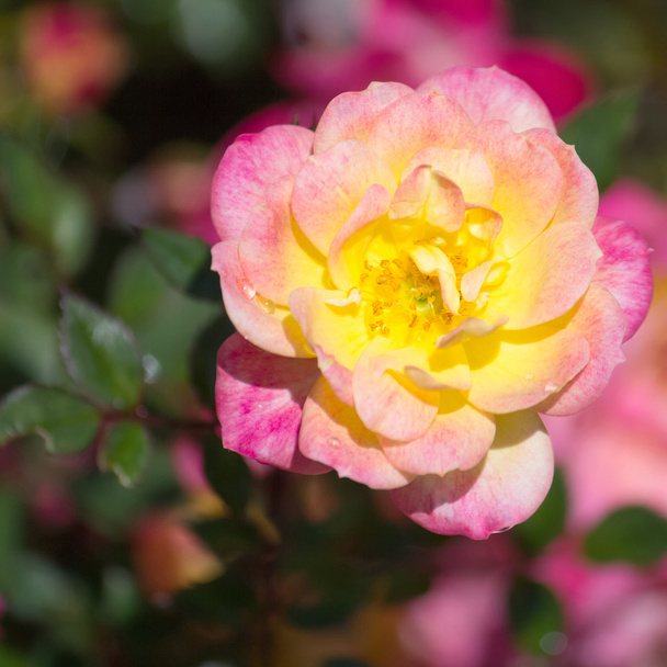 κίτρινο τριαντάφυλλο λουλούδι σε έναν κήπο - Φωτογραφία, εικόνα