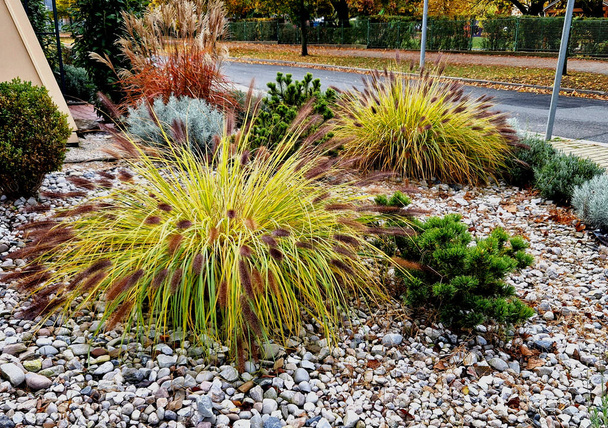 ornamental flower bed with perennial pine and gray granite boulders, mulched bark and pebbles in an urban setting near the parking lot shopping center. - Photo, Image