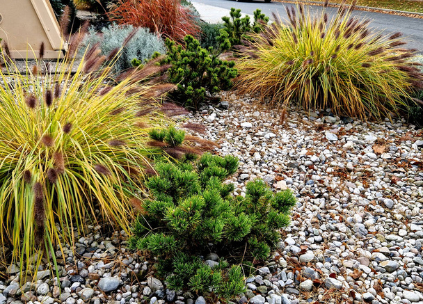 ornamental flower bed with perennial pine and gray granite boulders, mulched bark and pebbles in an urban setting near the parking lot shopping center. - Photo, Image