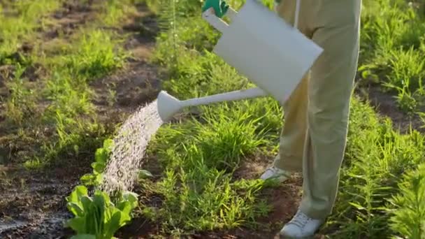 A smiling middle aged woman with enjoy works in warm weather with sunbeams in the vegetable garden. A lady waters the beds with a watering can on a summer sunny day. The concept of ecofriendly - Footage, Video