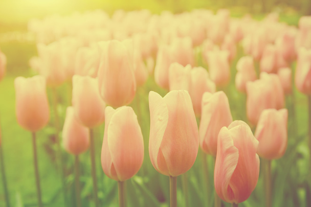 Fleurs de tulipes colorées
 - Photo, image