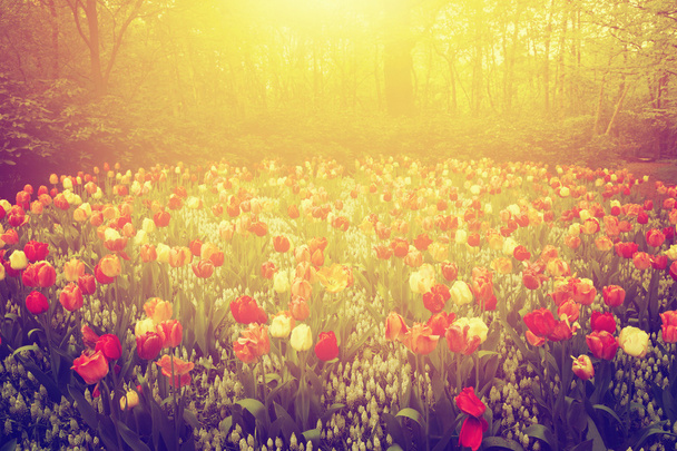 Fleurs de tulipes colorées
 - Photo, image