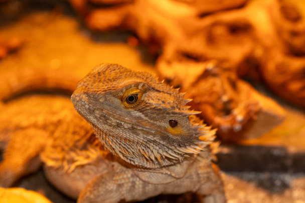 Самка выпеченного дракона под тепловой лампой в клетке. Высокое качество фото - Фото, изображение
