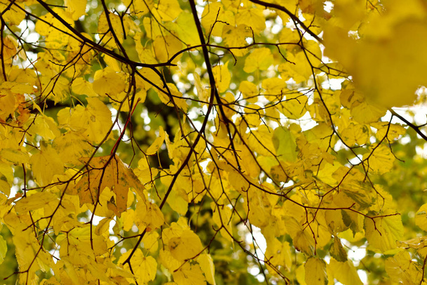 Φθινόπωρο. Κοντινό πλάνο ενός κλαδιού δέντρου με κίτρινα φύλλα στον ουρανό. - Φωτογραφία, εικόνα
