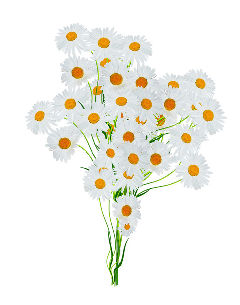 白地に白い夏の花を咲かせ - 写真・画像