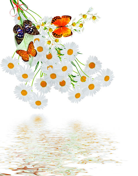 sedmikrásky léto bílá květina izolované na bílém pozadí - Fotografie, Obrázek
