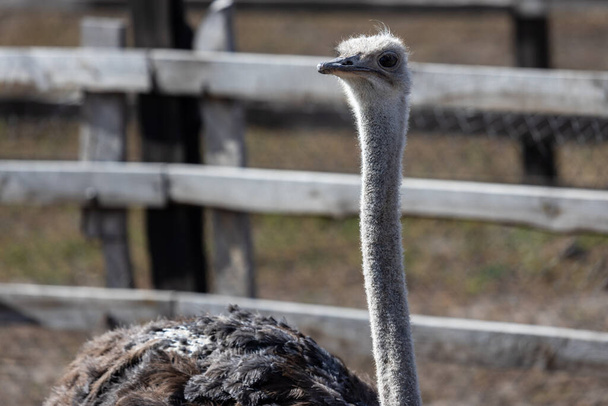 Het gezicht van elke struisvogel is een studie in uniek karakter, met grote, soulvolle ogen die de wereld om hen heen lijken te weerspiegelen. Hun lange, sierlijke halzen vullen de hoekige kenmerken van hun snavels aan.. - Foto, afbeelding