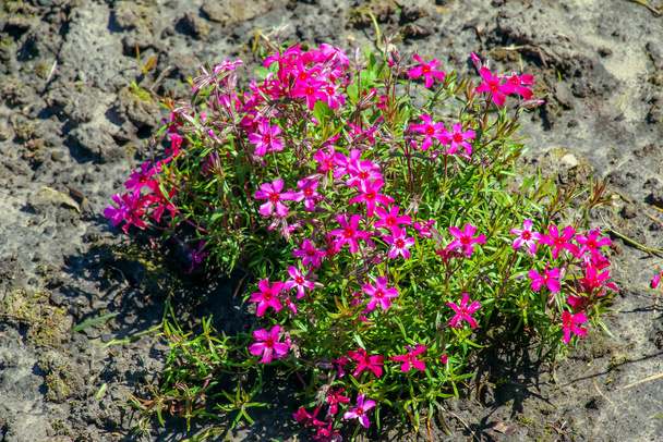 Las flores de flox de musgo rosa púrpura están floreciendo. El nombre latino de este musgo phlox es Phlox subulate.  - Foto, Imagen