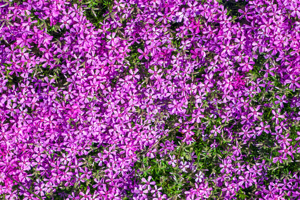 Las flores de flox de musgo rosa púrpura están floreciendo. El nombre latino de este musgo phlox es Phlox subulate.  - Foto, Imagen