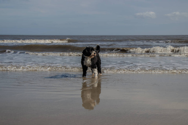 Siyah beyaz Portekiz Su Köpeği sahilde kumların üzerinde duruyor. - Fotoğraf, Görsel