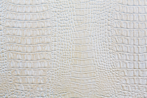 peau de crocodile fond en cuir blanc
 - Photo, image