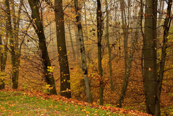 秋の森で晴れた朝.美しい秋の風景. 公園の中のカラフルな葉. 落ちることは自然の背景を残します.木の黄色いメープルの葉の閉鎖. - 写真・画像