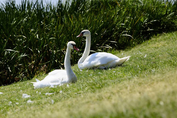 Swans on a lake seen from the shore - Photo, Image