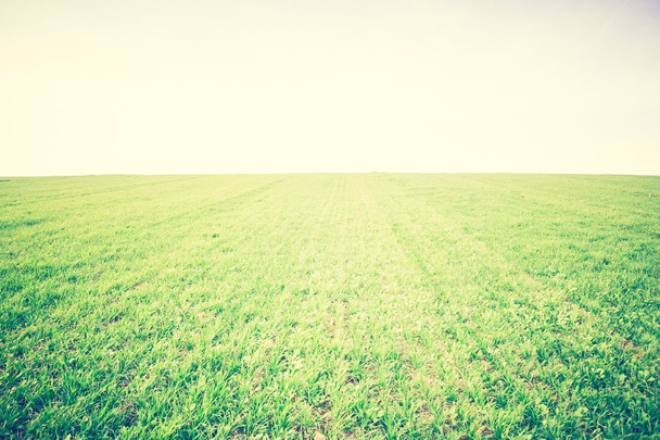 A fiatal zöld gabona a mező vintage fotó - Fotó, kép