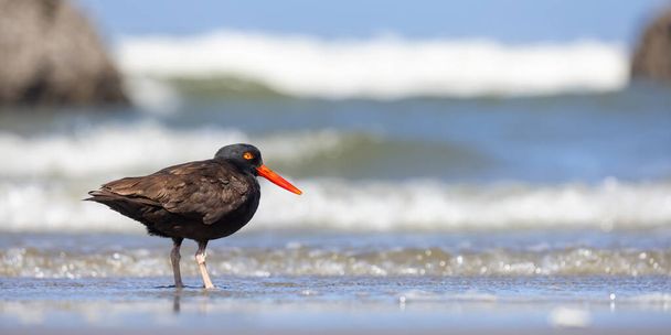 Close up view of Oyster catcher bird along the pacific coast in Oregon. - Photo, Image
