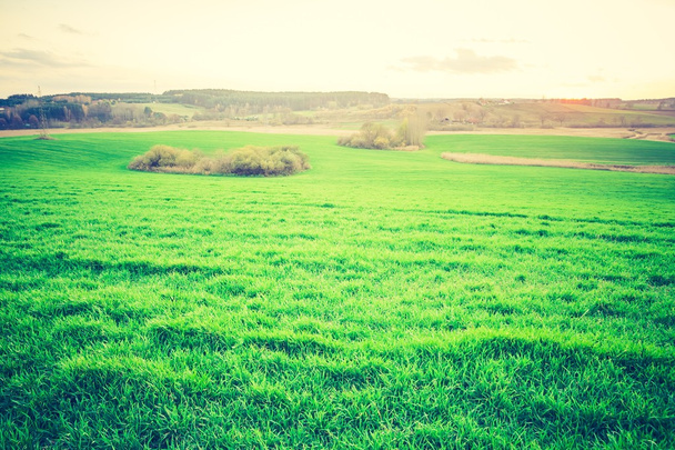 Jahrgang Foto von jungen grünen Getreidefeld - Foto, Bild