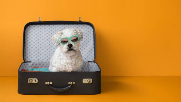 Χαριτωμένο σκυλί πηγαίνει διακοπές σε μια βαλίτσα, πορτοκαλί φόντο με copyspace στην πλευρά - Φωτογραφία, εικόνα