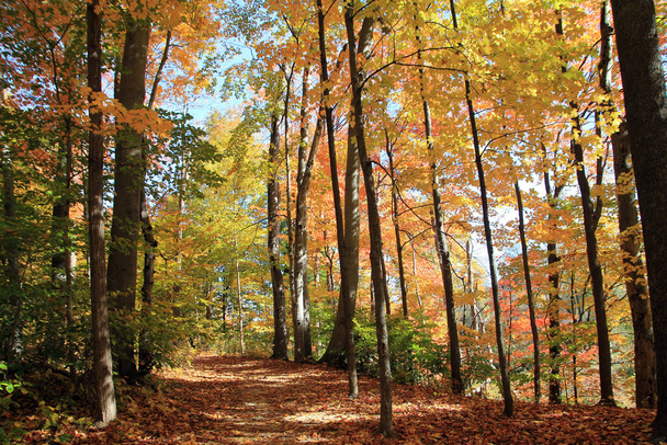 Πτώση τοπίο με πολύχρωμα δέντρα - Φωτογραφία, εικόνα