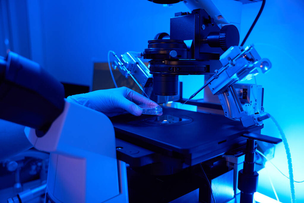 Рука дослідника в стерильній рукавичці розміщує тарілку Петрі з біологічними зразками між тримачами піпетки на стадії мікроскопа в лабораторії - Фото, зображення