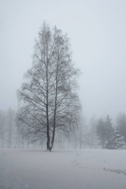 winter time, snow-covered landscape, trees in the fog - Foto, imagen
