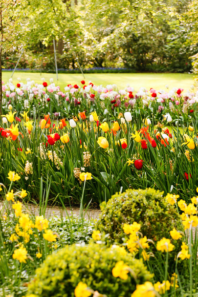 Tulip and narcissus flowers - Fotografie, Obrázek