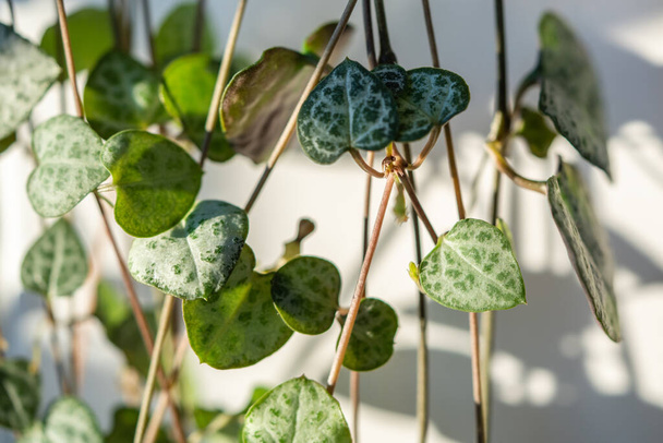 Ceropegia Woodii houseplant with long heart shaped leaves closeup. String of hearts succulent plant. Indoor gardening, hobbies concept. - Photo, Image