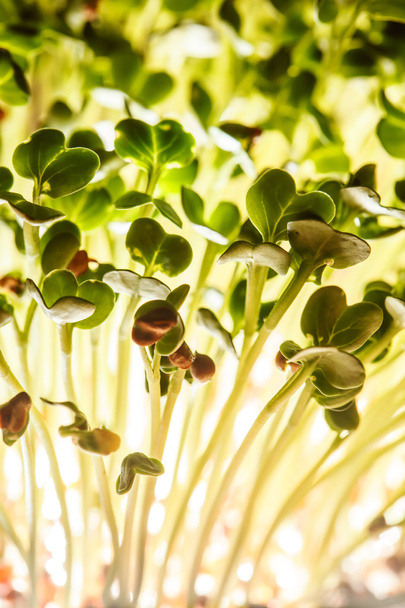 Nutritious green sprouts - Foto, Imagem
