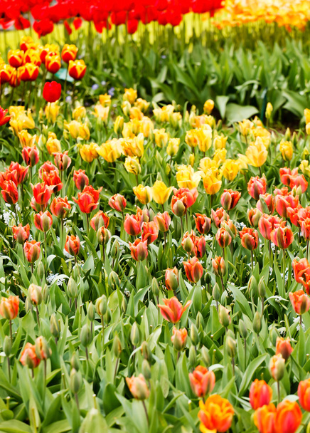 Colorful tulips in garden - Valokuva, kuva