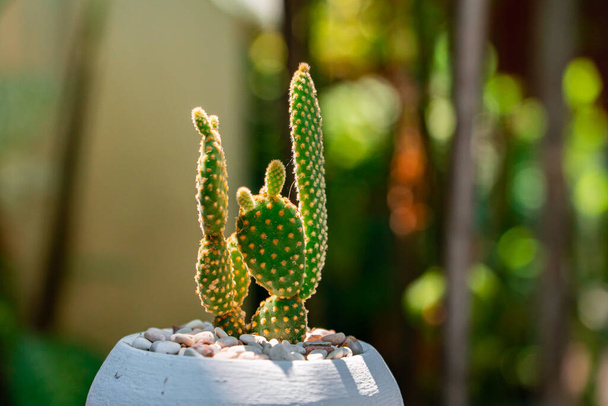 Großaufnahme und Bokeh einer Opuntia Mickey Ownroot Cactus Pflanze in einem kleinen weißen Topf. Kakteenpflanzen, die tagsüber mit einer ethnischen Tischdecke auf einem Tisch in einem Garten voller anderer Pflanzen platziert werden - Foto, Bild