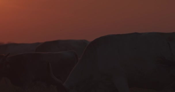 Szürke szarvasmarha csorda, Bos Taurus naplementekor, Lassú Mozgókép - Felvétel, videó