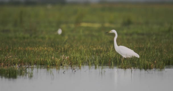 Μεγάλος λευκός egret (Ardea alba) - Πλάνα, βίντεο