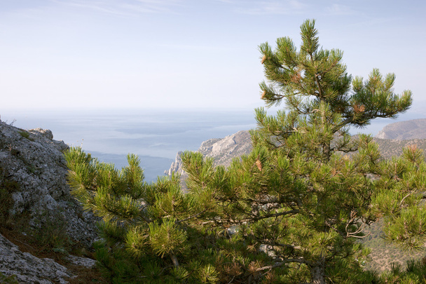 Pine over Crimea coast - Фото, изображение
