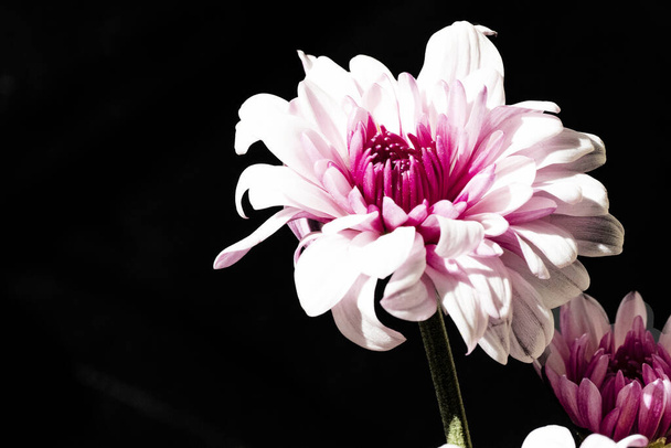 gyönyörű krizantém, virágok, közelről - Fotó, kép