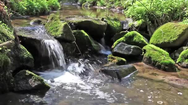 ποτάμι τρέχει πάνω από πέτρες στο αρχέγονο δάσος - Πλάνα, βίντεο