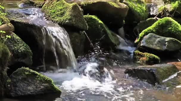 rzeki biegnie nad głazy w Puszczy - Materiał filmowy, wideo