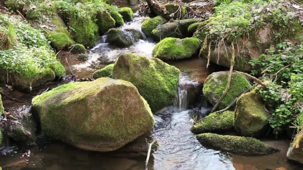 River runs over boulders in the primeval forest - Footage, Video