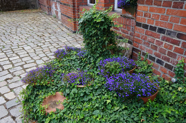 Lobelia erinus blooms with purple flowers in August. Lobelia erinus, edging lobelia, garden lobelia or trailing lobelia, is a species of flowering plant in the bellflower family Campanulaceae. Berlin, Germany  - Photo, Image
