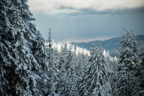 Dağlarda karlı köknar ağaçları olan inanılmaz kış manzarası - Fotoğraf, Görsel