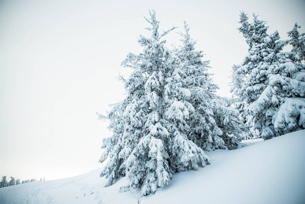 geweldig winterlandschap met besneeuwde dennenbomen in de bergen - Foto, afbeelding