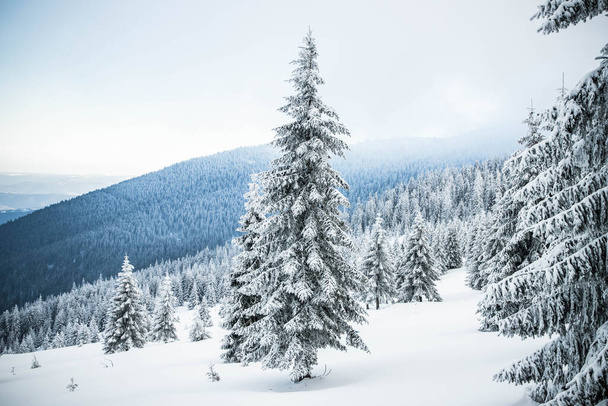 paysage hivernal incroyable avec des sapins neigeux dans les montagnes - Photo, image