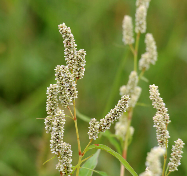 Weed Persicaria lapathifolia grows in a field among agricultural crops. - Photo, Image