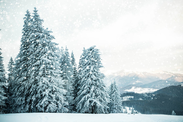 удивительный зимний пейзаж со снежными елками в горах - Фото, изображение