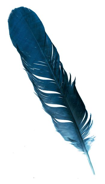 blue feather on white isolated background - Photo, Image