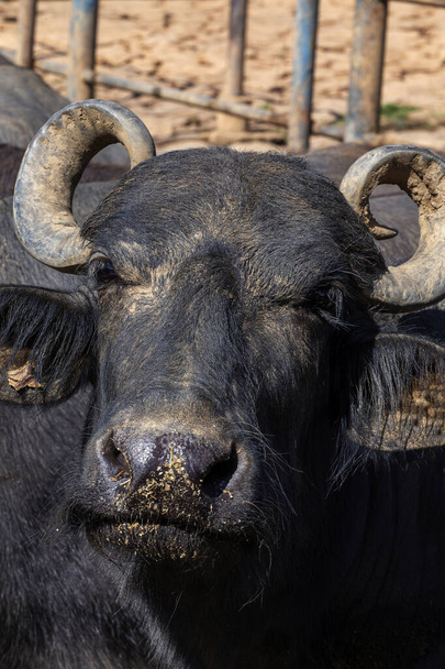 close of dairy water buffalo cow on corral. Minas Gerais, Brazil - Photo, Image