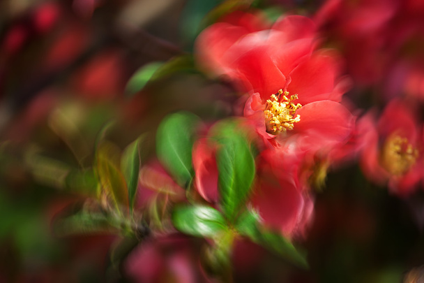 赤開花マルメロ - 写真・画像